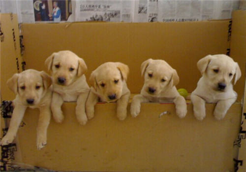 假期寄养狗狗注意事项