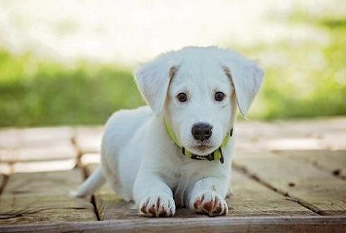 幼犬吃那种狗粮比较好怎么挑选合适的狗粮