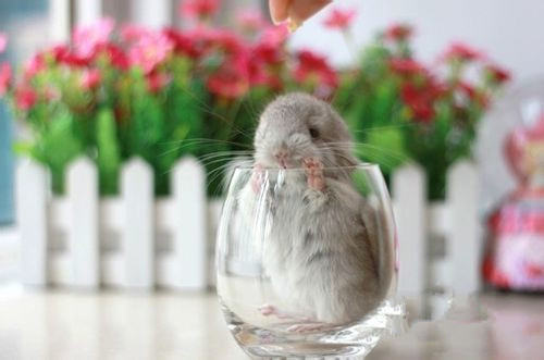 零食对龙猫的危害性