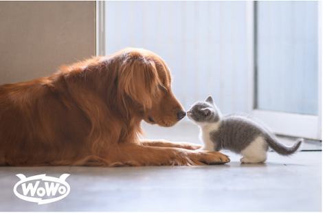 WOWO猫粮: 选猫粮只盯着排名看?适合自家猫咪的才是好的