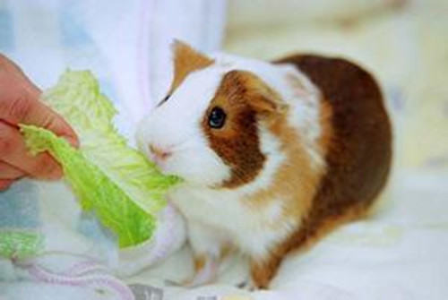 季节变换该如何为荷兰猪做好保暖 季节变换该如何为荷兰猪做好保暖