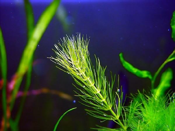 水族箱不同藻类的清洁办法