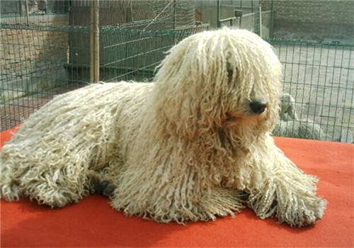 可蒙犬的护理常识
