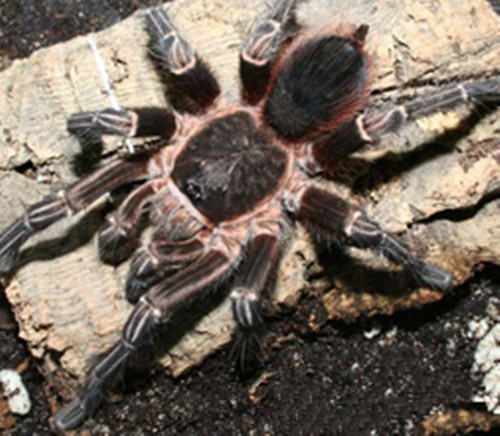 玻利维亚白脚的饲养环境简介