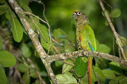 红腹金刚鹦鹉有人养吗？红腹金刚鹦鹉饲养技巧