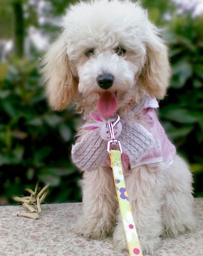 贵宾犬有口臭的原因和解决办法