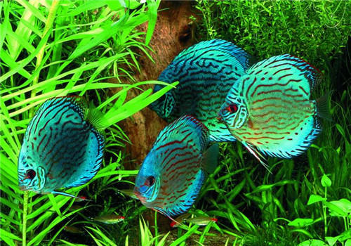 水族箱中常见的涡虫治理方法