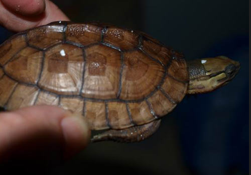 适合宠物龟吃的营养食物