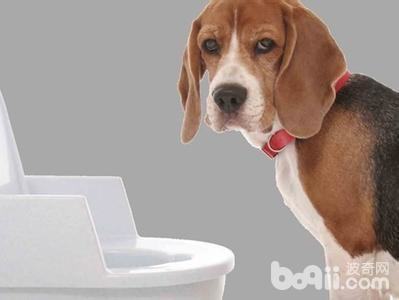 训练狗狗定点定时排便的注意事项都有哪些? 训练狗狗定点定时排便的注意事项都有哪些?