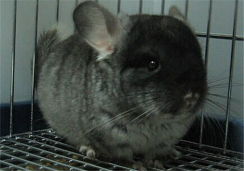 饲养一只龙猫需要花费多少钱 饲养一只龙猫需要花费多少钱