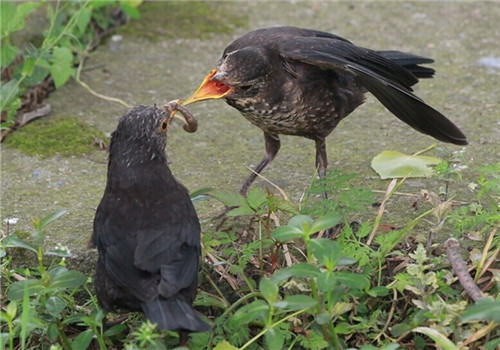 乌鸫的形态特征 乌鸫的形态特征