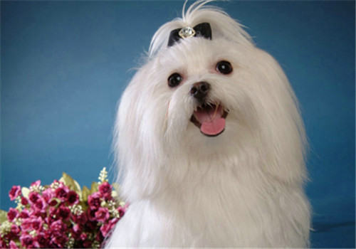 犬青光眼的判断及症状