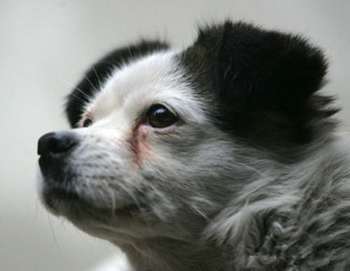 狗狗泪斑的应对方法