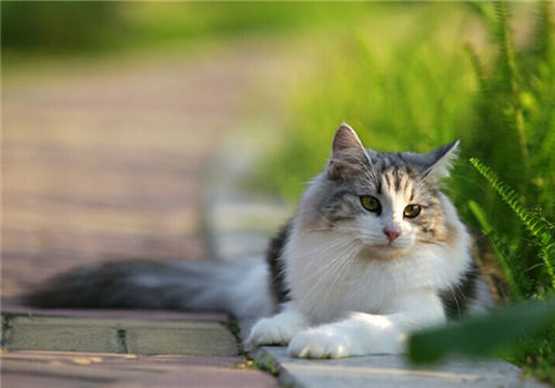 猫咪异物性肺炎的病因