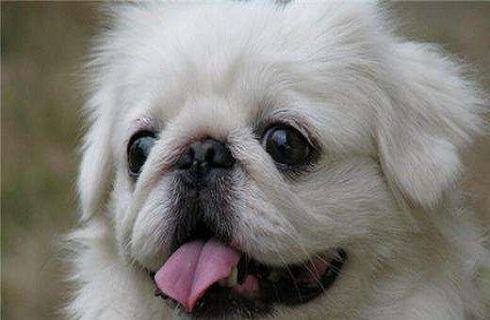 京巴犬能活多久？