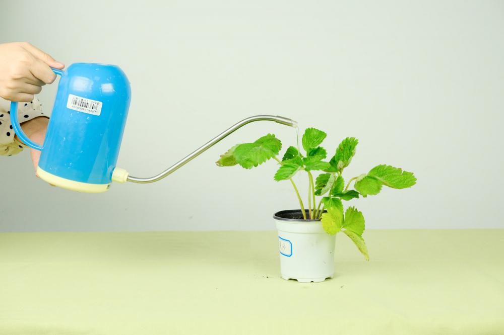 草莓种子的种植方法，几月份播种（取种和催芽）