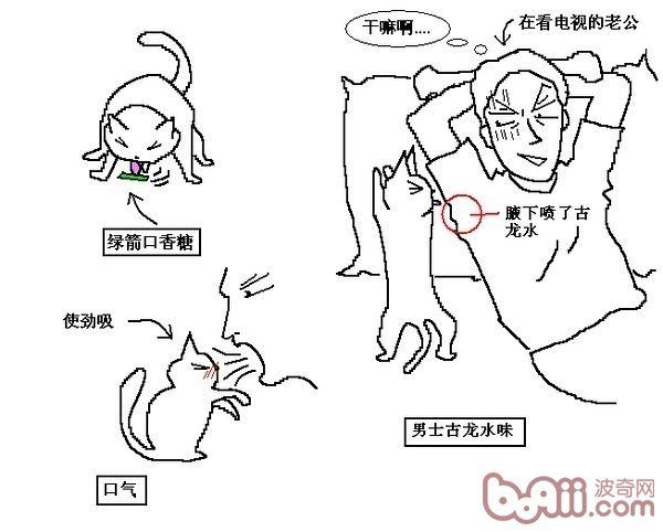 猫咪行为图解:养过猫的都懂