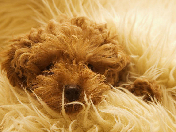 冬季谨防爱犬传染疾病