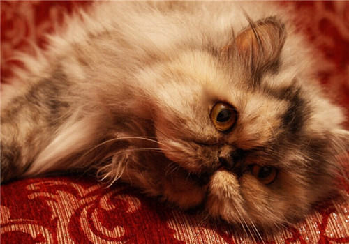 猫咪青光眼的病因及症状
