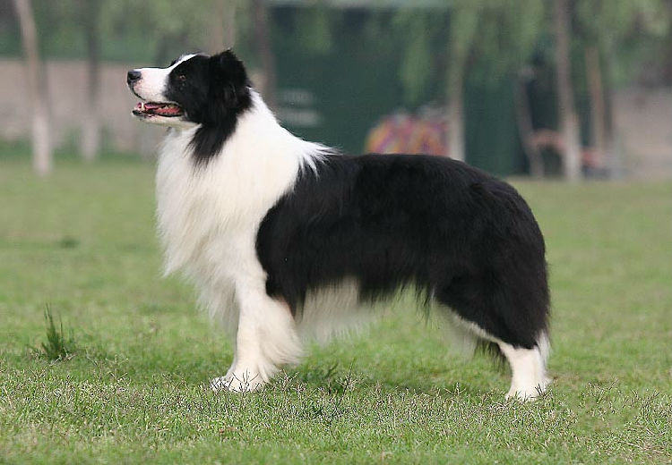 边境牧羊犬的品种介绍
