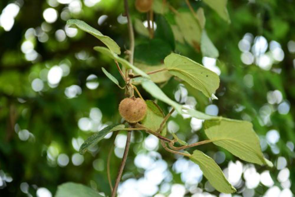 猕猴桃盆栽几年结果