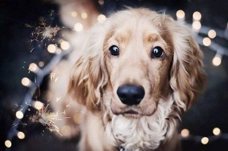 怎么训练拉布拉多接东西？