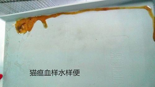 猫瘟热的诊断与防治 猫瘟热的诊断与防治