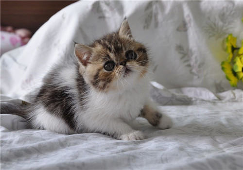 猫咪脂肪肝的病因分析