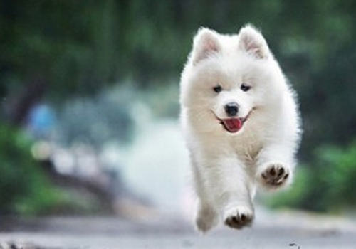 狗狗美毛的黄金季节是什么时候