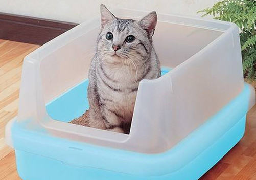 养猫家庭有异味全是猫咪的责任吗? 养猫家庭有异味全是猫咪的责任吗?