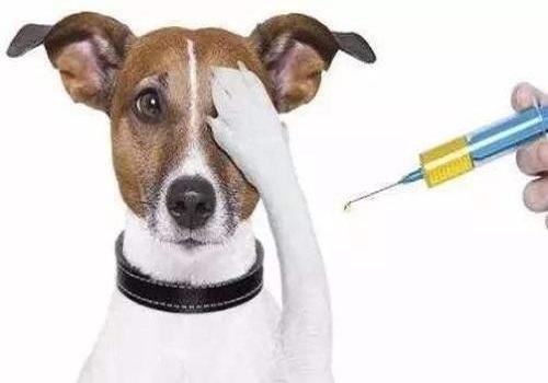 狂犬疫苗一年内有效吗？一定要打狂犬疫苗吗？
