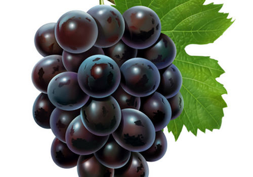 狗狗春节的饮食注意事项 狗狗春节的饮食注意事项