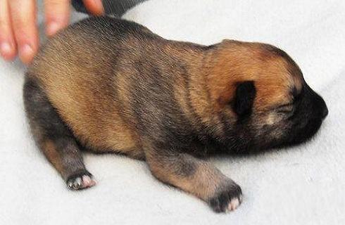 12月内的幼犬该怎么喂养？