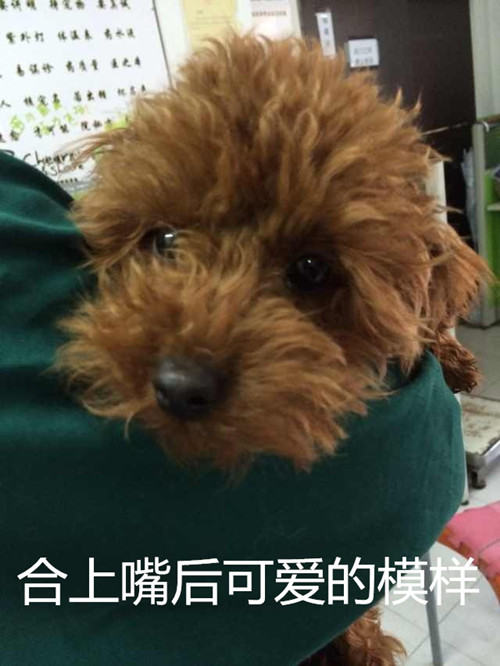泰迪犬双排牙的危害
