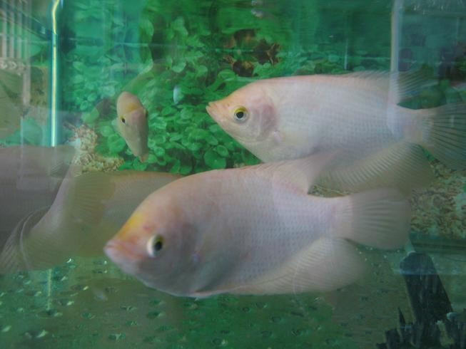观赏鱼出血性腐败病简介