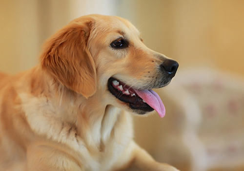 犬过敏性皮炎的原因及症状