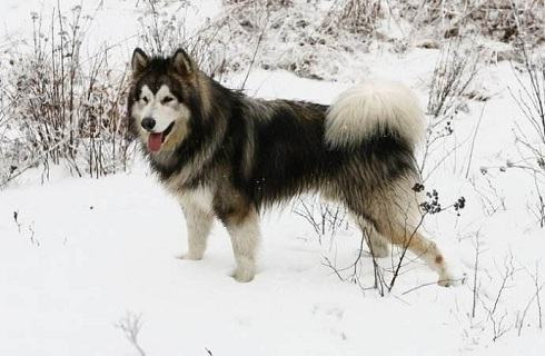 阿拉斯加半岁了一天要喂几次才好? 阿拉斯加半岁了一天要喂几次才好?