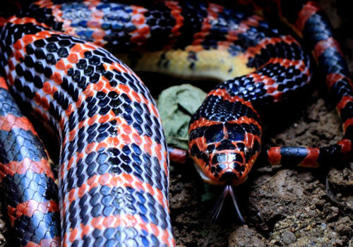 饲养赤链蛇要注意什么 饲养赤链蛇要注意什么