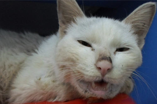 免疫—为犬猫健康保驾护航 免疫—为犬猫健康保驾护航