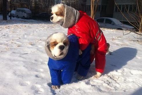 下雪天可以遛狗吗 下雪天遛狗注意事项