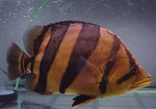 虎鱼饲养方法