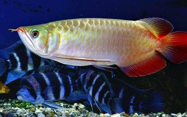 龙鱼翻肚该怎么办呢