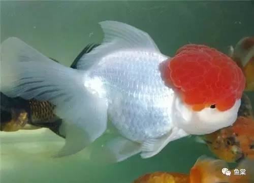 金鱼怎么养？金鱼的饲养方法