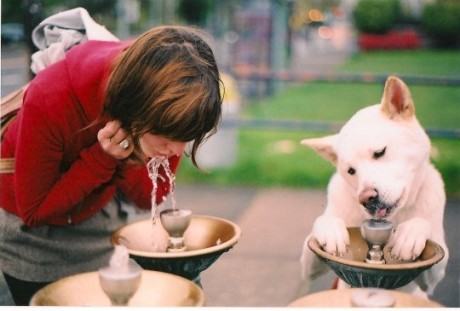 水对狗狗的功能及影响
