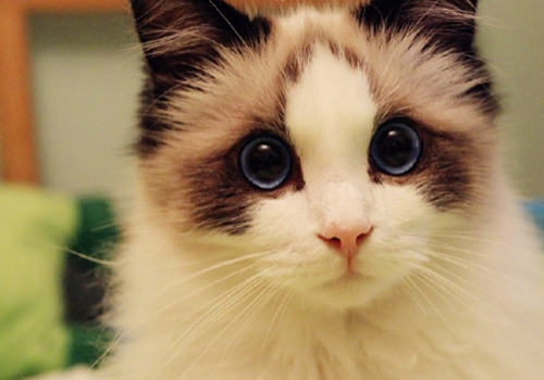 猫低血钙症有哪些症状