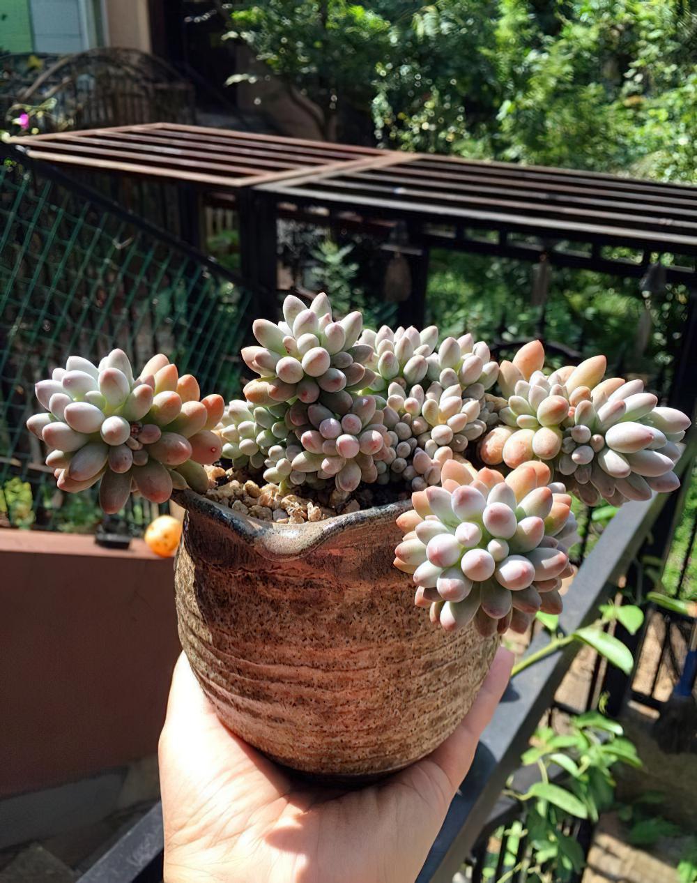 瘦死的骆驼比马强！季节的变化还是让肉肉们开始悄悄变美