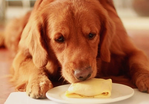 狗狗爱吃甜食有哪些影响