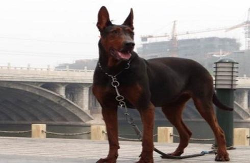 莱州红犬容易攻击人吗？莱州红犬优点和缺点