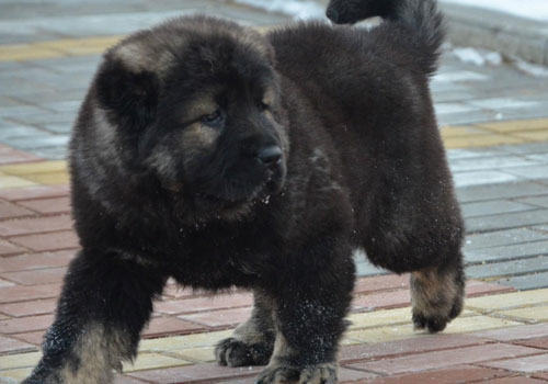 世界上最大的狗高加索犬的体型是怎么样的？