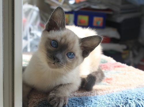 猫咪尿频该怎么处理